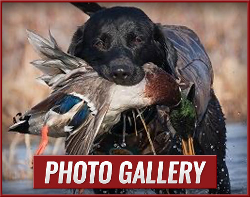 Photo Galleries The Goose Guys Waterfowl Hunting LLC Photo Galleries