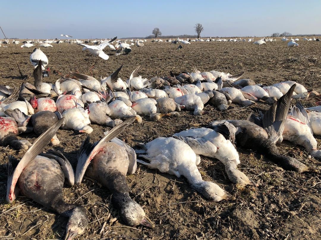The SD Spring Snow Goose Hunt Spring Snow Goose